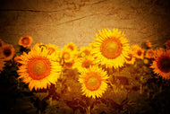 Photo Wallpaper Retro Sunflower