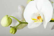 Load image into Gallery viewer, Photo Wallpaper Giant Orchid
