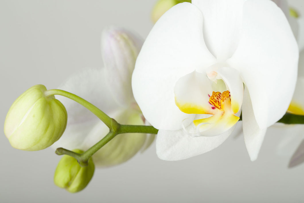 Photo Wallpaper Giant Orchid