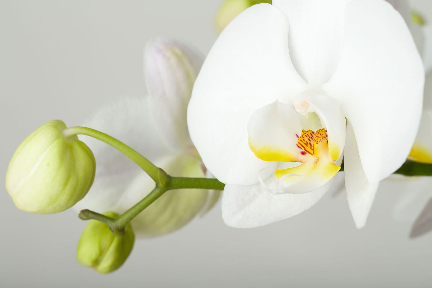 Photo Wallpaper Giant Orchid
