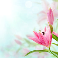Photo Wallpaper Romantic Lilies