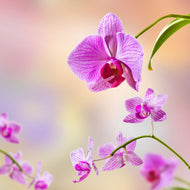 Photo Wallpaper Romantic Orchids