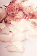 Photo Wallpaper Soft Rose Petals