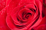 Photo Wallpaper Red Rose In Morning Dew