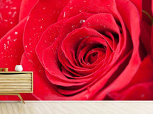 Load image into Gallery viewer, Photo Wallpaper Red Rose In Morning Dew

