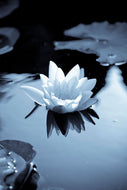 Photo Wallpaper Black And White Photograph Waterlily