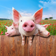 Photo Wallpaper Pig In Luck