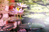 Photo Wallpaper Lilies In Pond