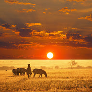 Photo Wallpaper Seregenti National Park
