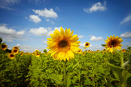 Photo Wallpaper Summer Sunflowers