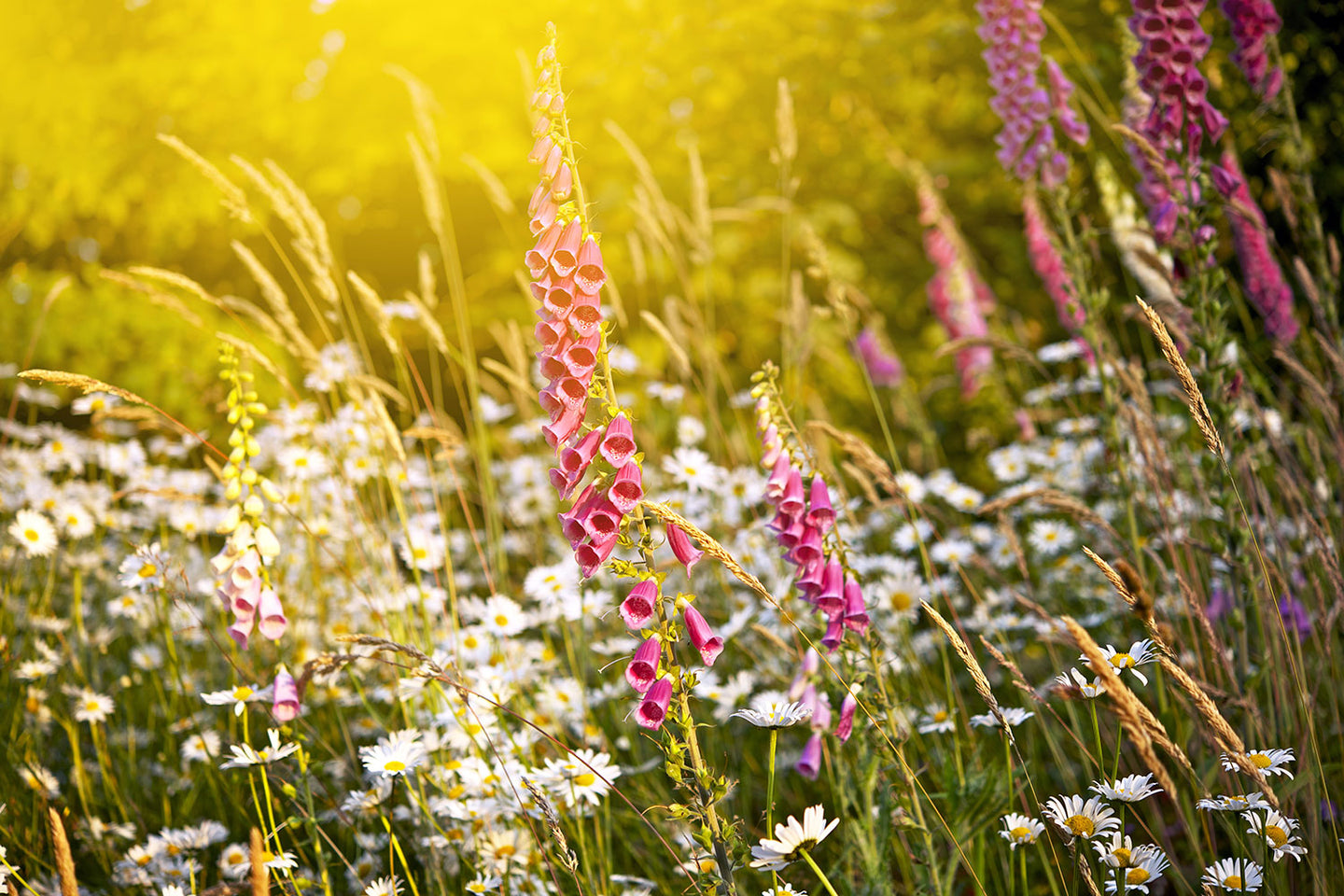Photo Wallpaper Summer Flower Meadow
