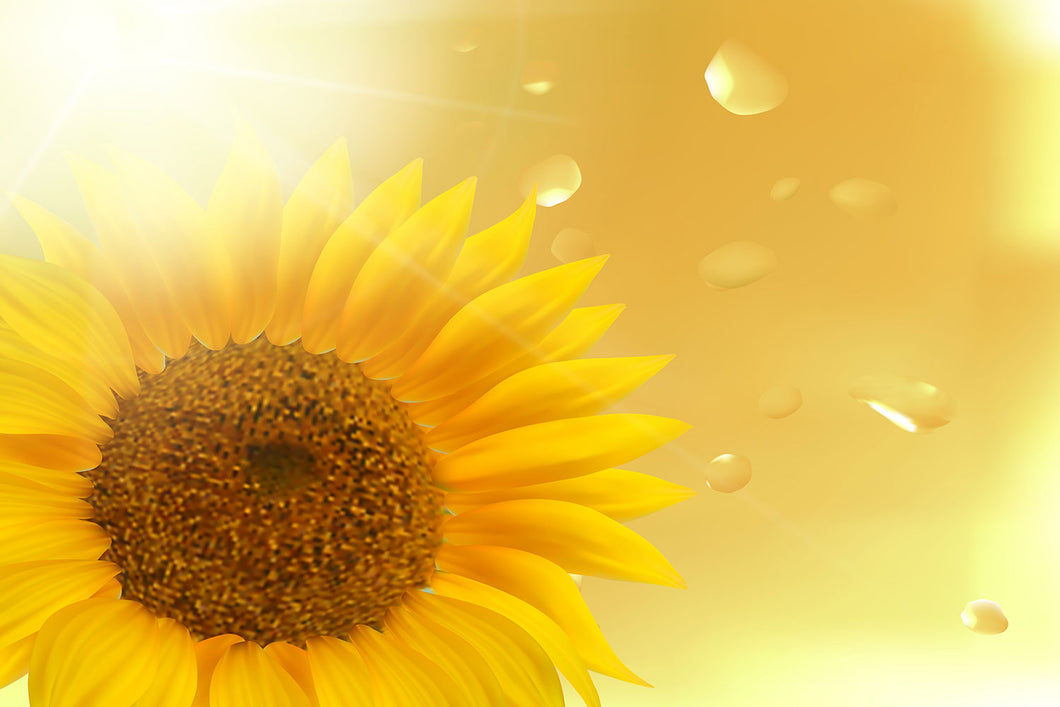 Photo Wallpaper Sunflower in Morning dew