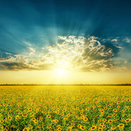 Photo Wallpaper Sunflowers In The Evening Sun