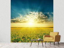 Load image into Gallery viewer, Photo Wallpaper Sunflowers In The Evening Sun
