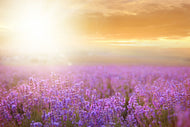 Photo Wallpaper Sunset In Lavender Field