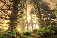 Load image into Gallery viewer, Photo Wallpaper Sunset In Jungle
