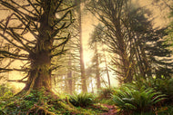 Photo Wallpaper Sunset In Jungle