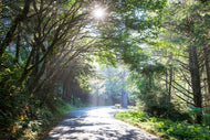 Photo Wallpaper Sunny Forest Path