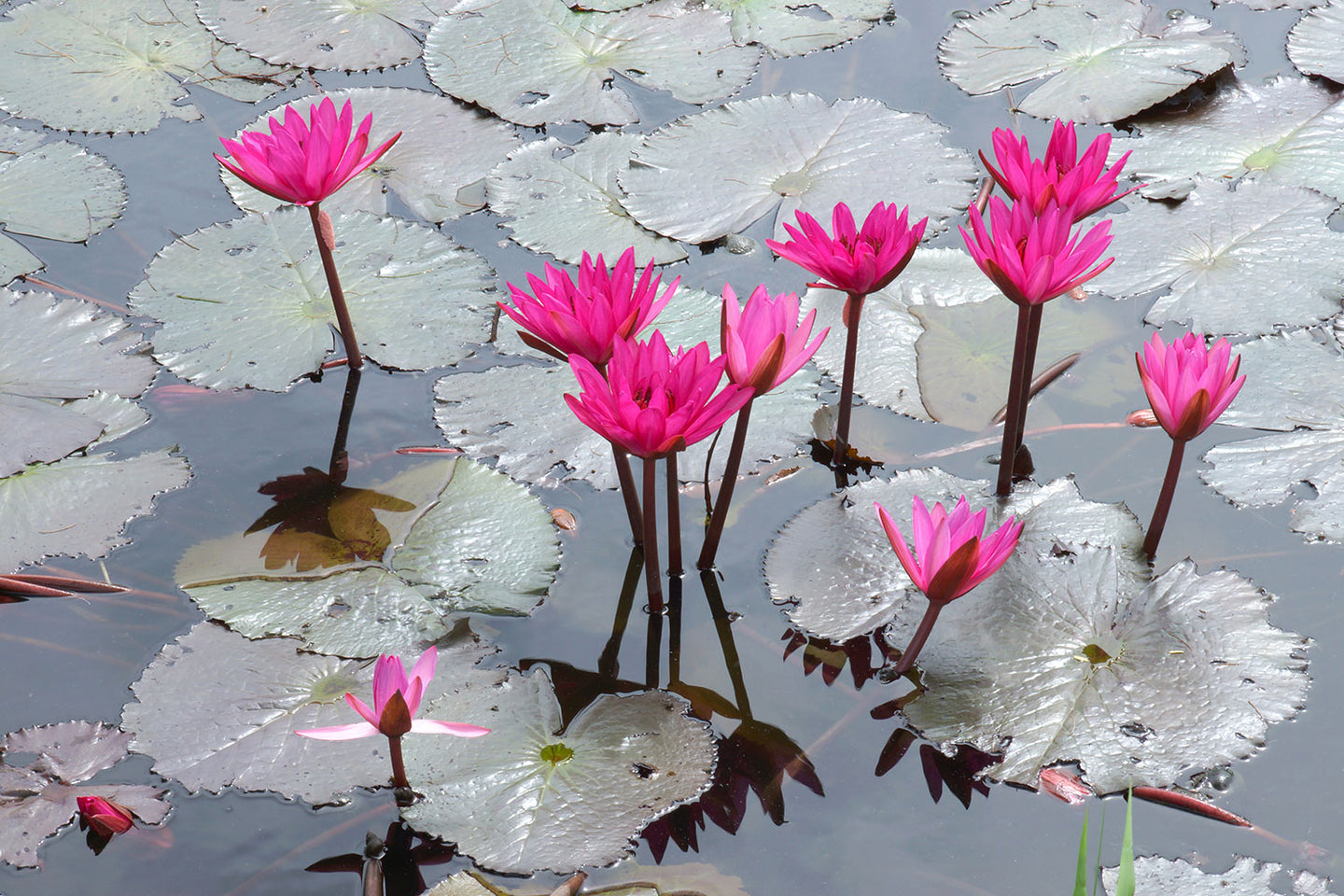 Photo Wallpaper Jump In The Lily Pond