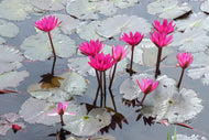 Photo Wallpaper Jump In The Lily Pond