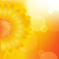 Photo Wallpaper Sunflower Power