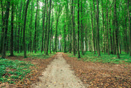 Photo Wallpaper Pine Forests