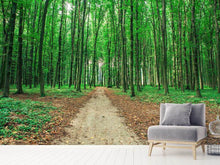 Load image into Gallery viewer, Photo Wallpaper Pine Forests
