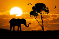Photo Wallpaper Dreamy Africa