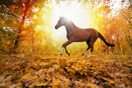 Photo Wallpaper Whole Blood In Autumn Forest
