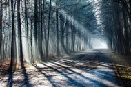 Photo Wallpaper Forest In The Light Beam
