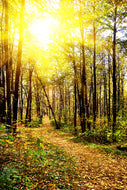 Photo Wallpaper Woodland Walk In The Autumn Sun