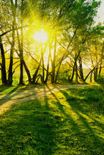 Load image into Gallery viewer, Photo Wallpaper Forest Path In Sunlight
