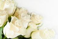 Photo Wallpaper White Roses