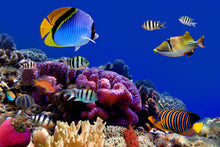 Load image into Gallery viewer, Photo Wallpaper World Of Fish
