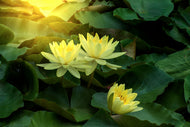 Photo Wallpaper Wild Lotus