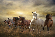 Photo Wallpaper Wild Wild Horses