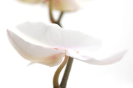 Photo Wallpaper XXL Orchid Flower