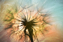 Load image into Gallery viewer, Photo Wallpaper XXL Dandelion
