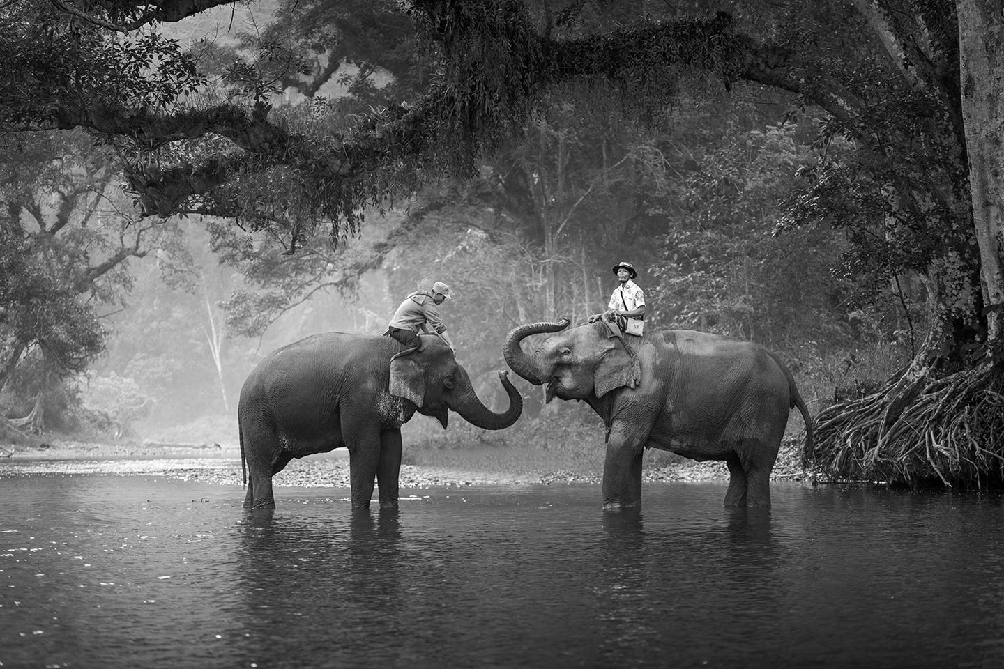 Photo Wallpaper Two Elephants