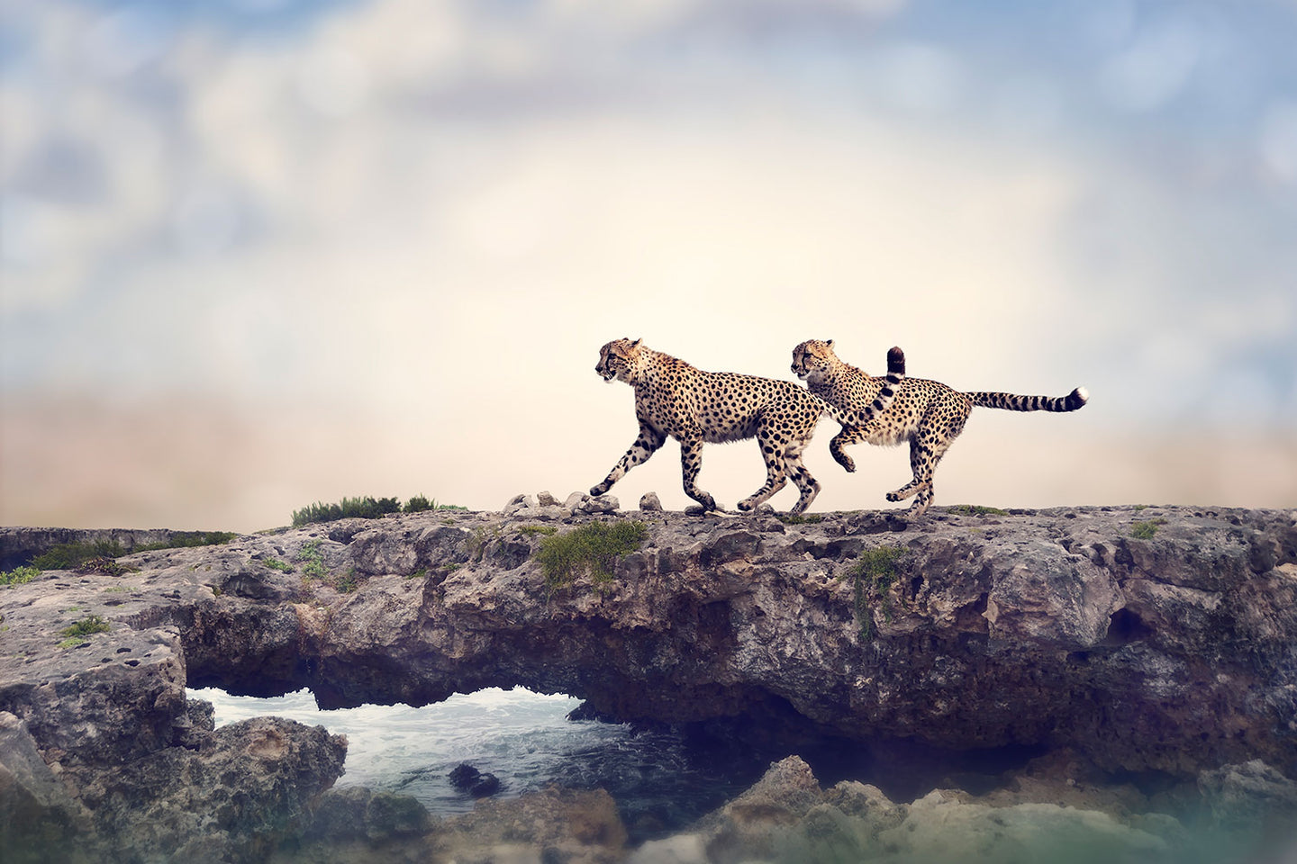 Photo Wallpaper Two Cheetahs