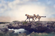 Photo Wallpaper Two Cheetahs