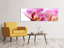 Load image into Gallery viewer, Panoramic Canvas Print Magnificent phalaenopsis
