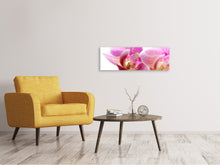 Load image into Gallery viewer, Panoramic Canvas Print Magnificent phalaenopsis
