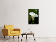 Load image into Gallery viewer, Canvas print White calla with morning dew
