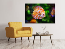 Load image into Gallery viewer, Canvas print The discus fish
