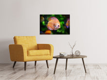 Load image into Gallery viewer, Canvas print The discus fish
