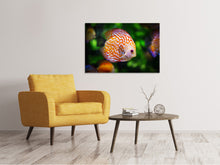 Load image into Gallery viewer, Canvas print The discus fish
