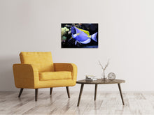 Load image into Gallery viewer, Canvas print The Weisskehl doctorfish fish
