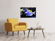 Load image into Gallery viewer, Canvas print The Weisskehl doctorfish fish
