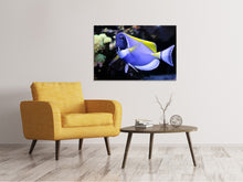 Load image into Gallery viewer, Canvas print The Weisskehl doctorfish fish
